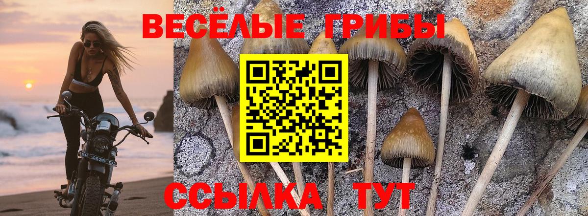 Псилоцибиновые грибы Psilocybine cubensis Вышний Волочёк